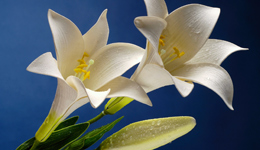 Lilies